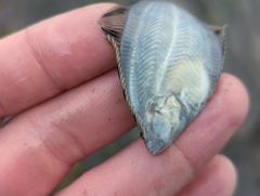 Platichthys stellatus