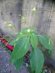 Impatiens parviflora
