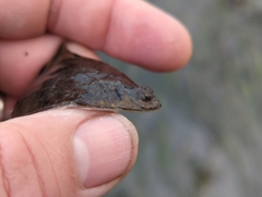 Platichthys stellatus