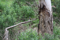 Phylidonyris novaehollandiae