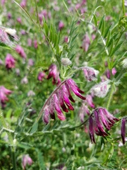 Vicia benghalensis