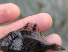 Platichthys stellatus