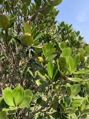 Eugenia brasiliensis