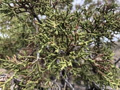 Juniperus osteosperma
