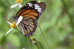 Danaus genutia