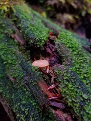 Galerina badipes