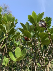 Eugenia brasiliensis