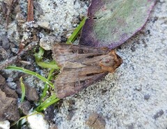 Agrotis vancouverensis