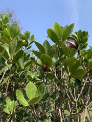 Eugenia brasiliensis