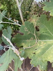 Macleaya