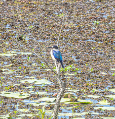 Todiramphus macleayii