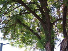 Pica nuttalli