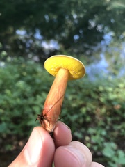 Aureoboletus