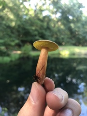Aureoboletus