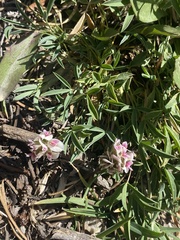 Trifolium dasyphyllum