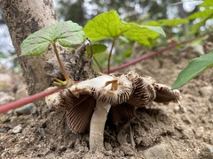 Pluteus petasatus