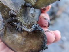 Gnorimosphaeroma oregonense