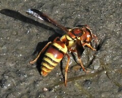 Euodynerus pratensis