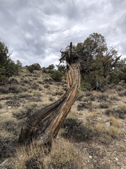Juniperus osteosperma