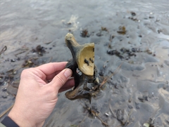 Gnorimosphaeroma oregonense