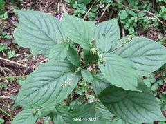 Achyranthes japonica