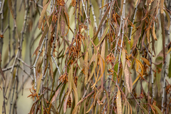 Amyema miquelii