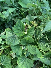 Begonia hirtella