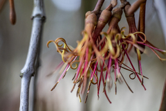Amyema miquelii