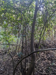 Ficus coronata