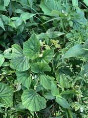 Begonia hirtella