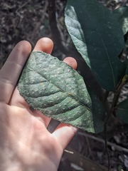 Ficus coronata