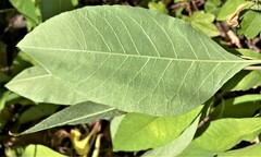 Oemleria cerasiformis