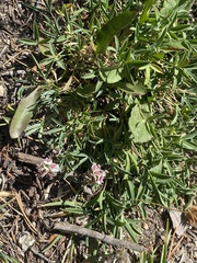 Trifolium dasyphyllum