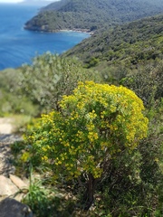 Euphorbia dendroides