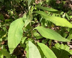 Oemleria cerasiformis