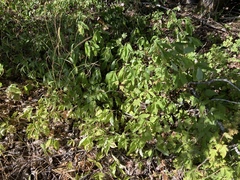 Oemleria cerasiformis