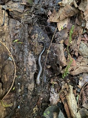 Desmognathus orestes