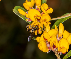 Lasioglossum peraustrale