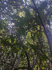 Ficus coronata