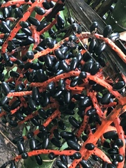 Chamaedorea quezalteca