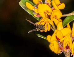 Lasioglossum peraustrale