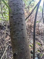 Ficus coronata