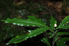 Eupomatia bennettii