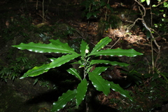 Eupomatia bennettii