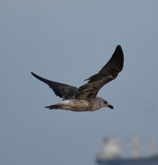 Larus dominicanus vetula