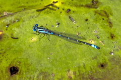 Austroagrion watsoni