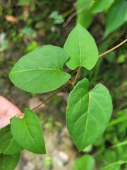 Reynoutria multiflora
