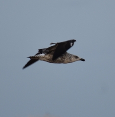 Larus dominicanus vetula