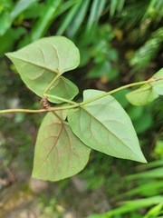 Reynoutria multiflora