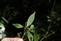 Tabernaemontana pandacaqui